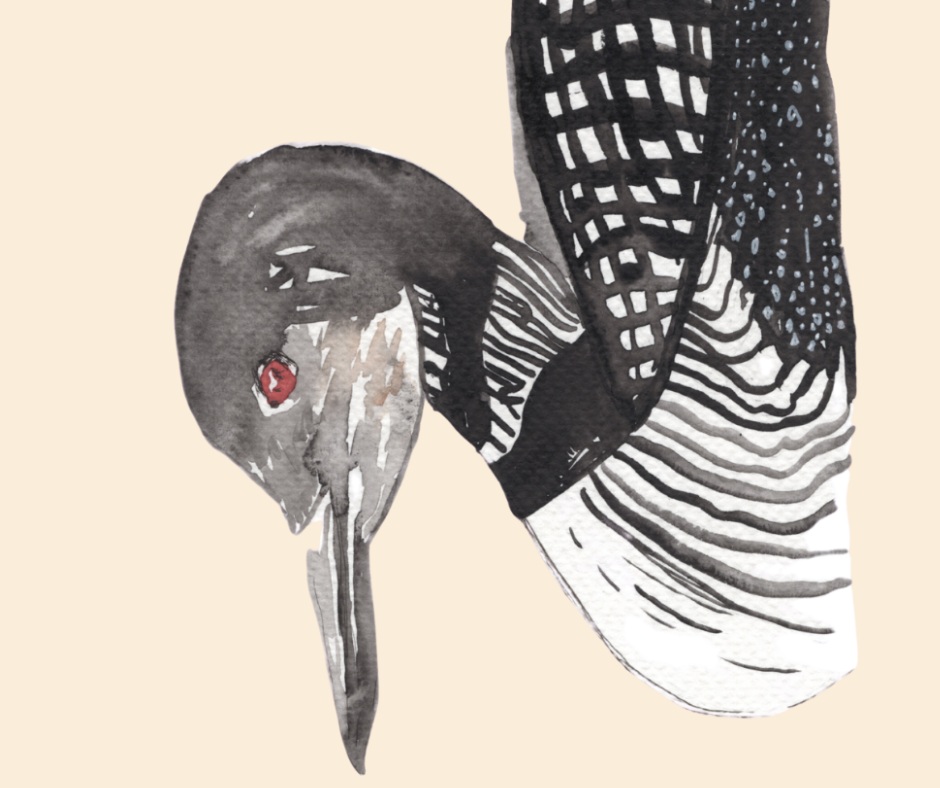 Common Loon Watercolor print