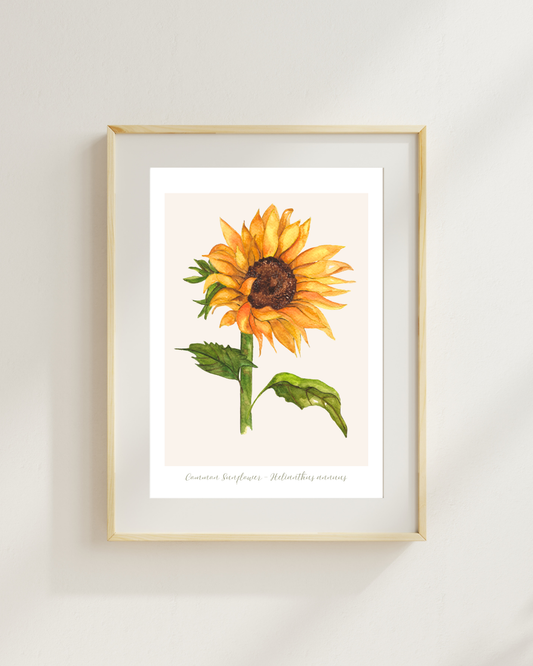 Sunflower Botanical Print