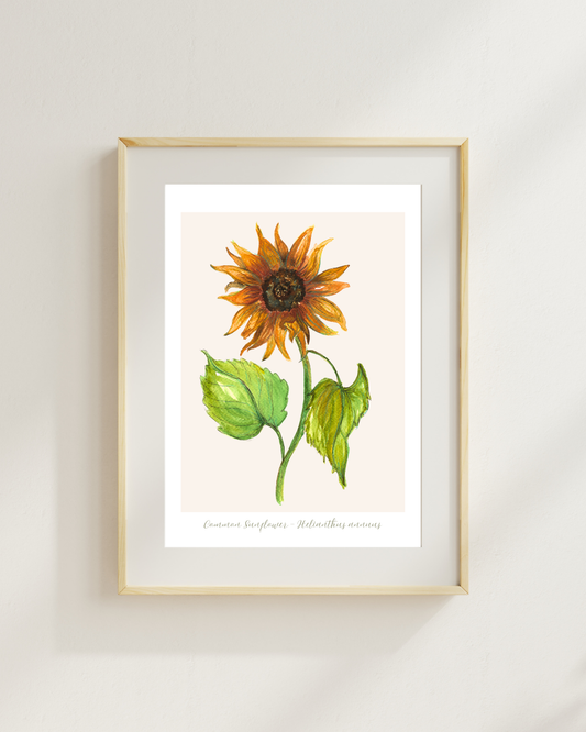 Sunflower Botanical Print