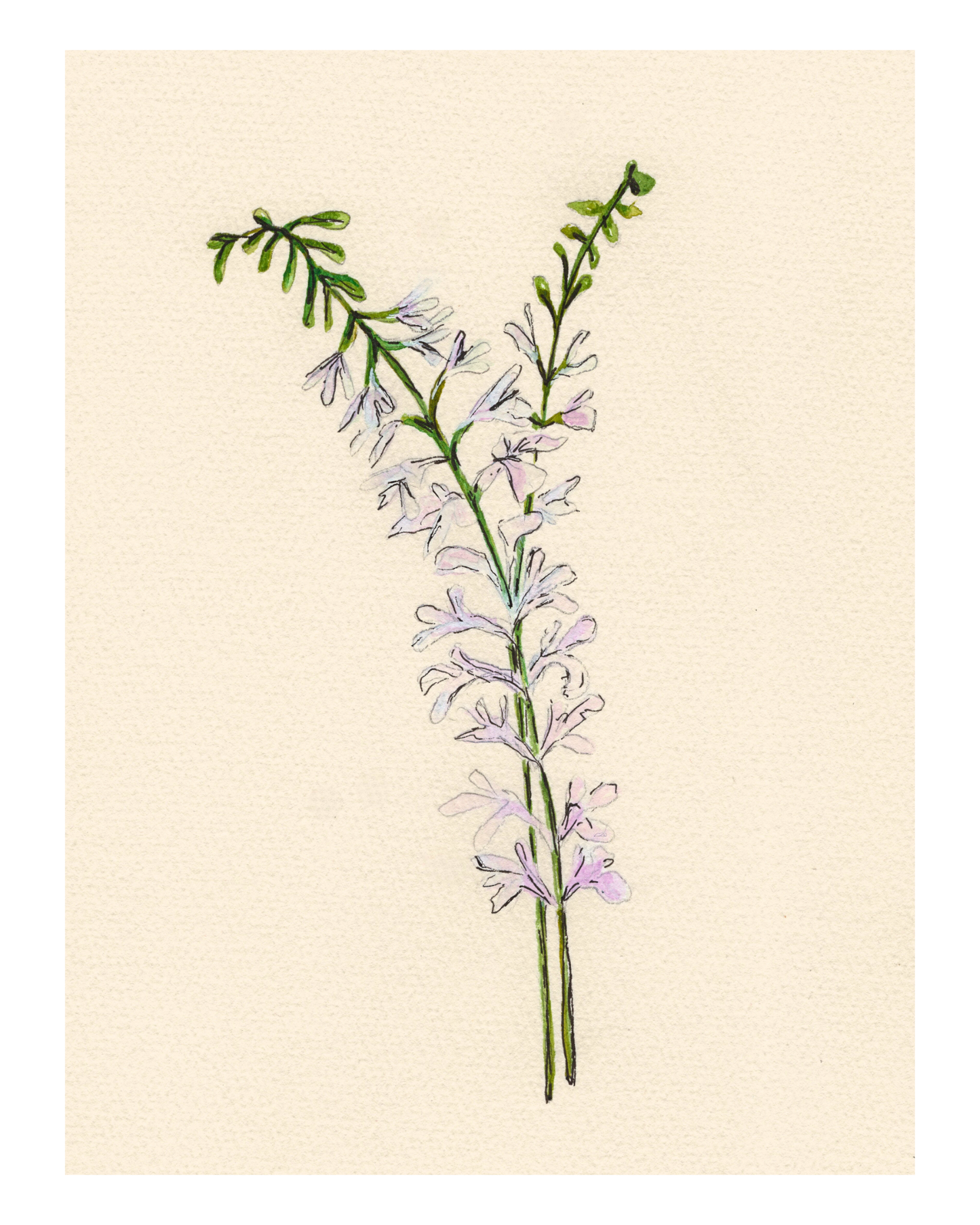 Watercolor Print Wildflower
