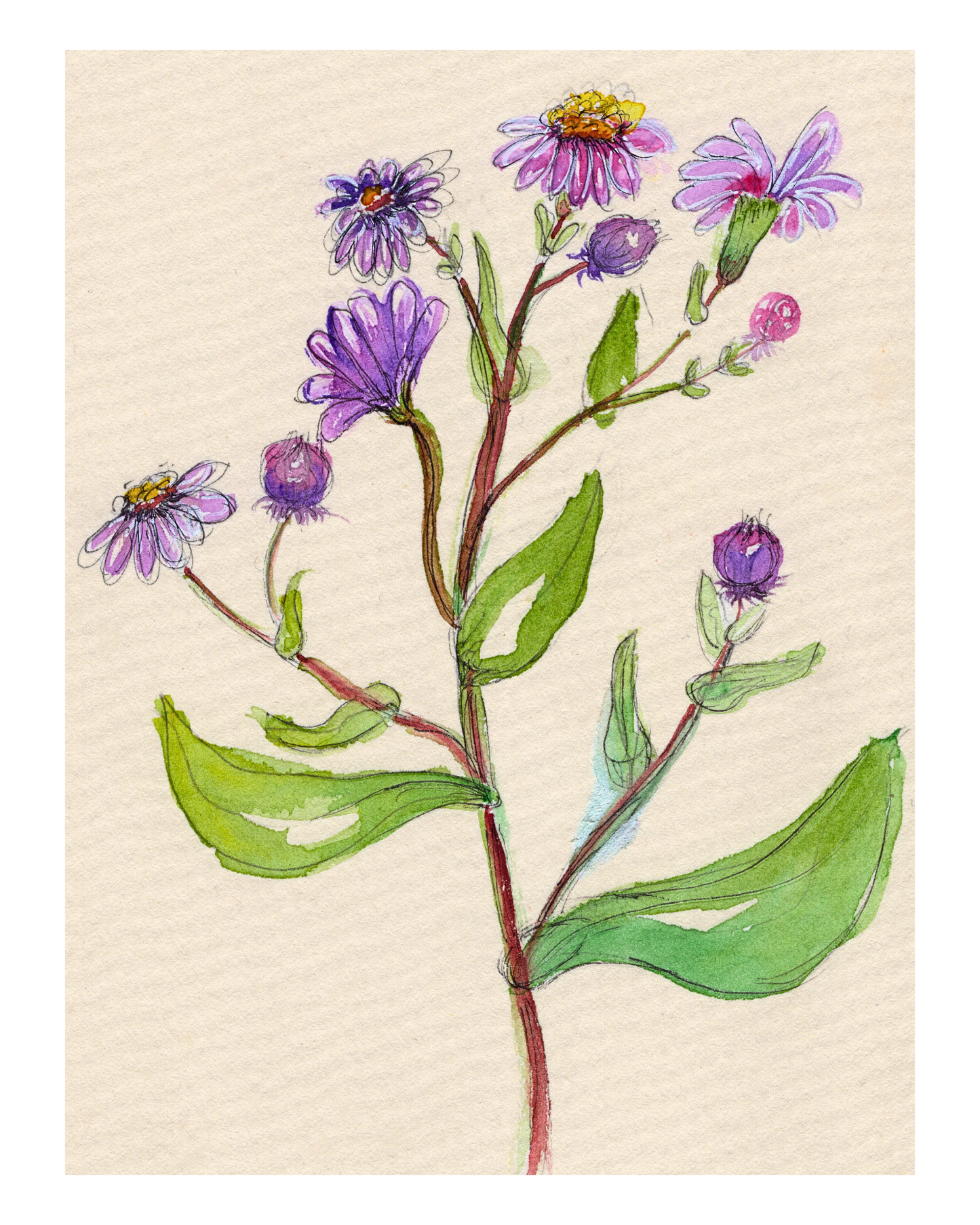 Watercolor Print Wildflower