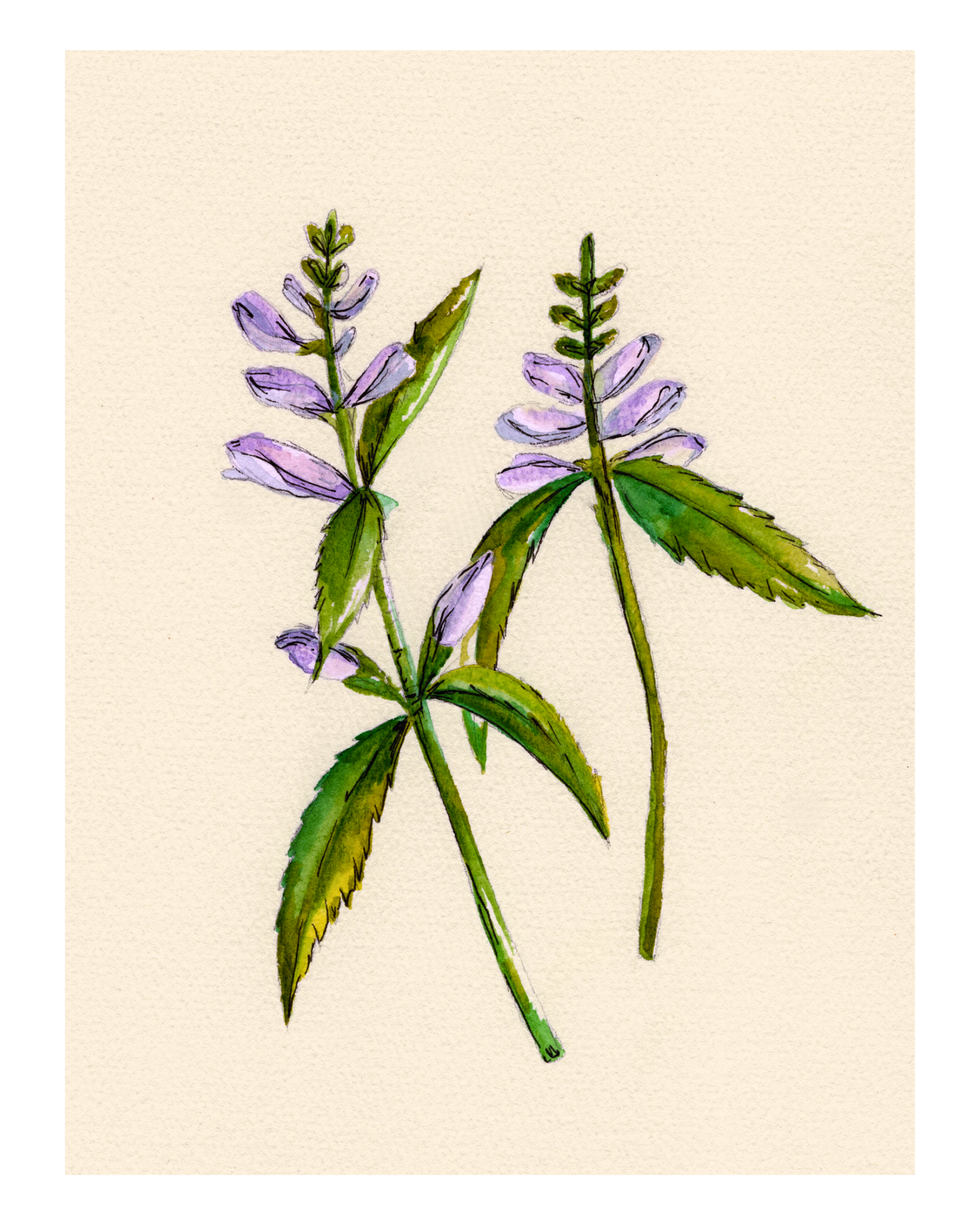 Watercolor Print Wildflower