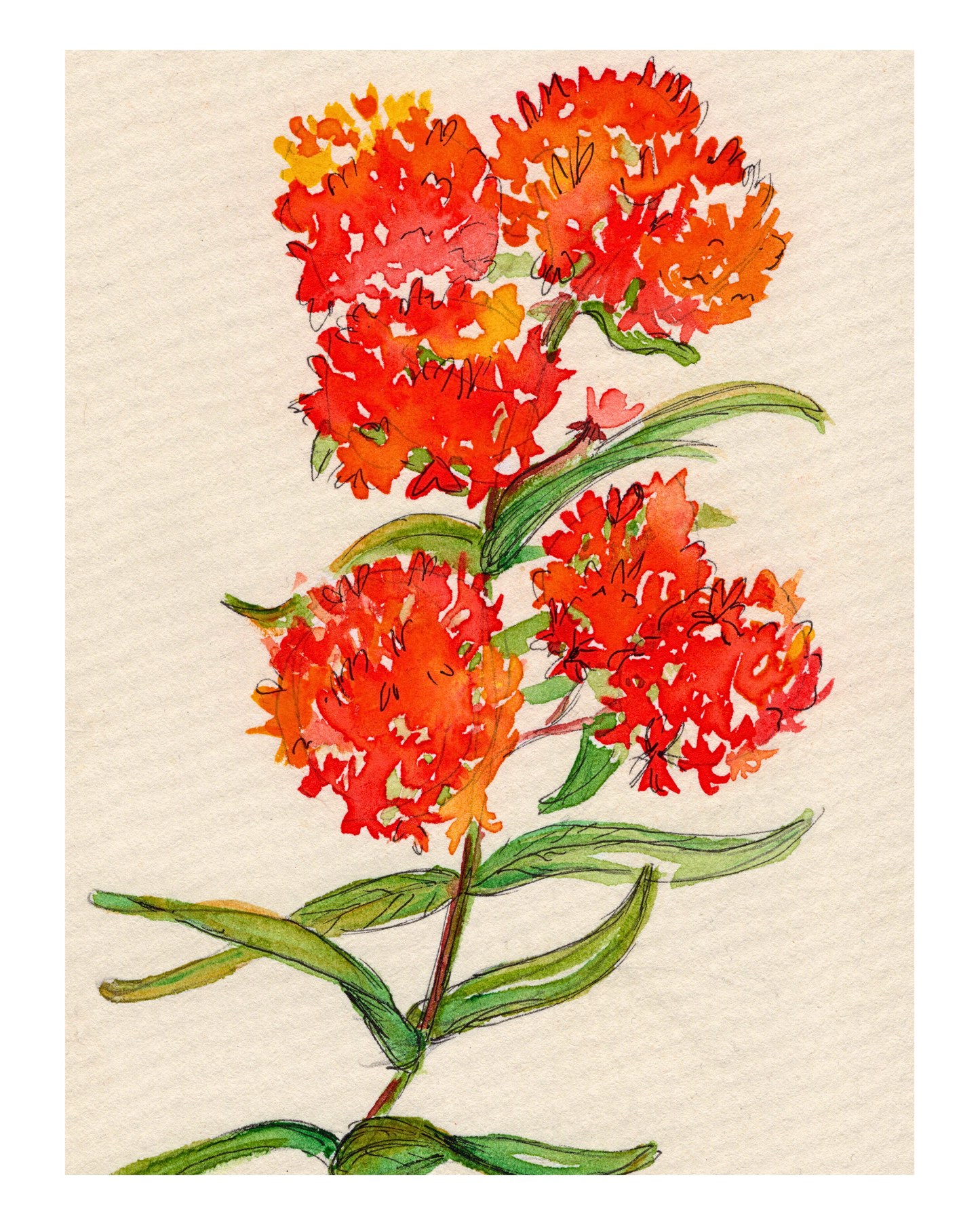Watercolor Print Wildflower