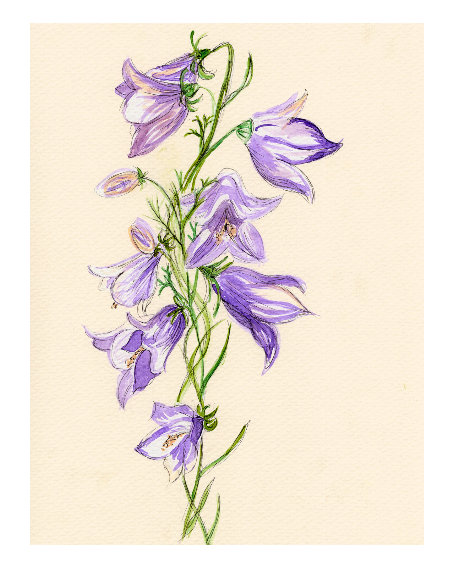 Watercolor Print Wildflower
