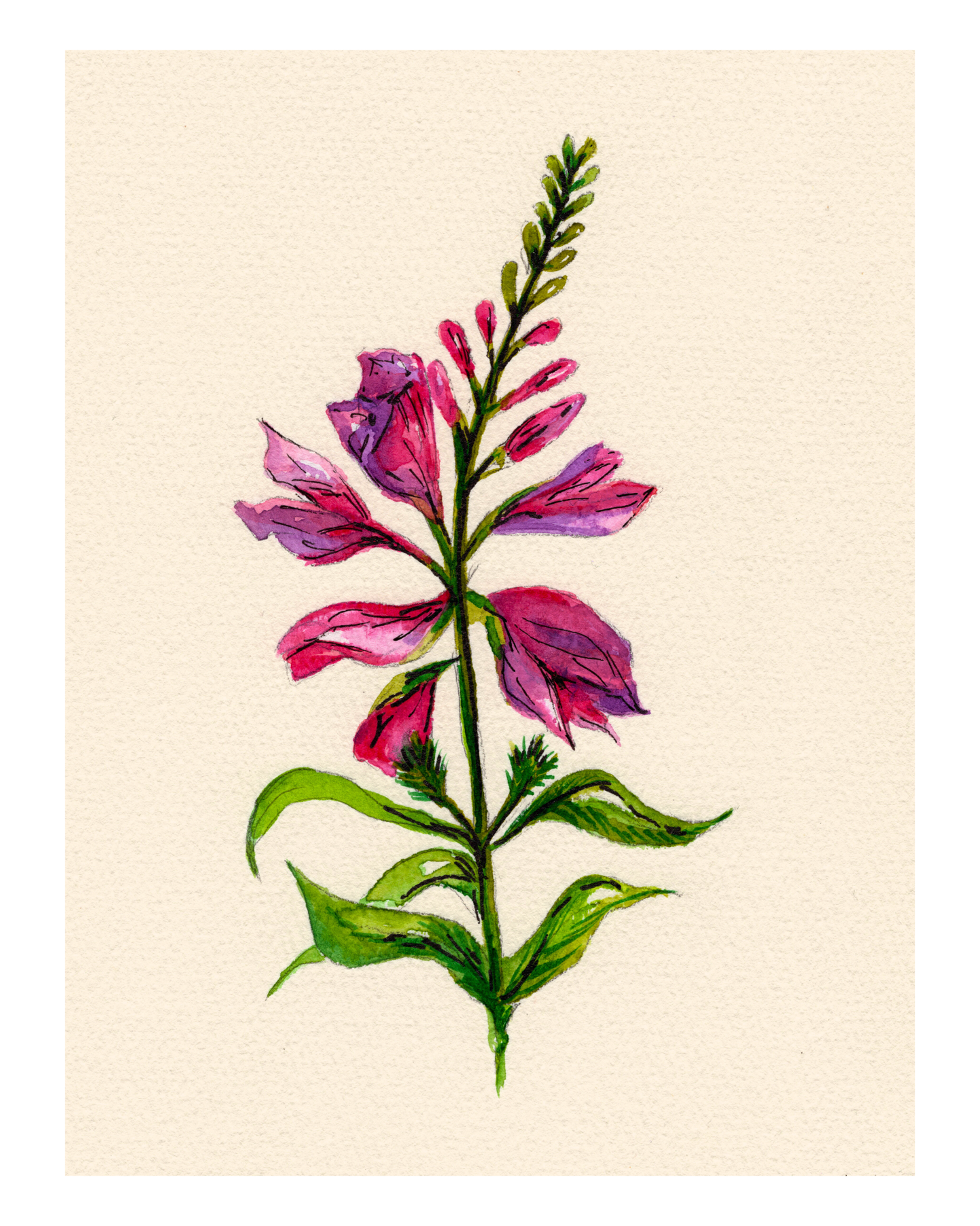 Watercolor Print Wildflower