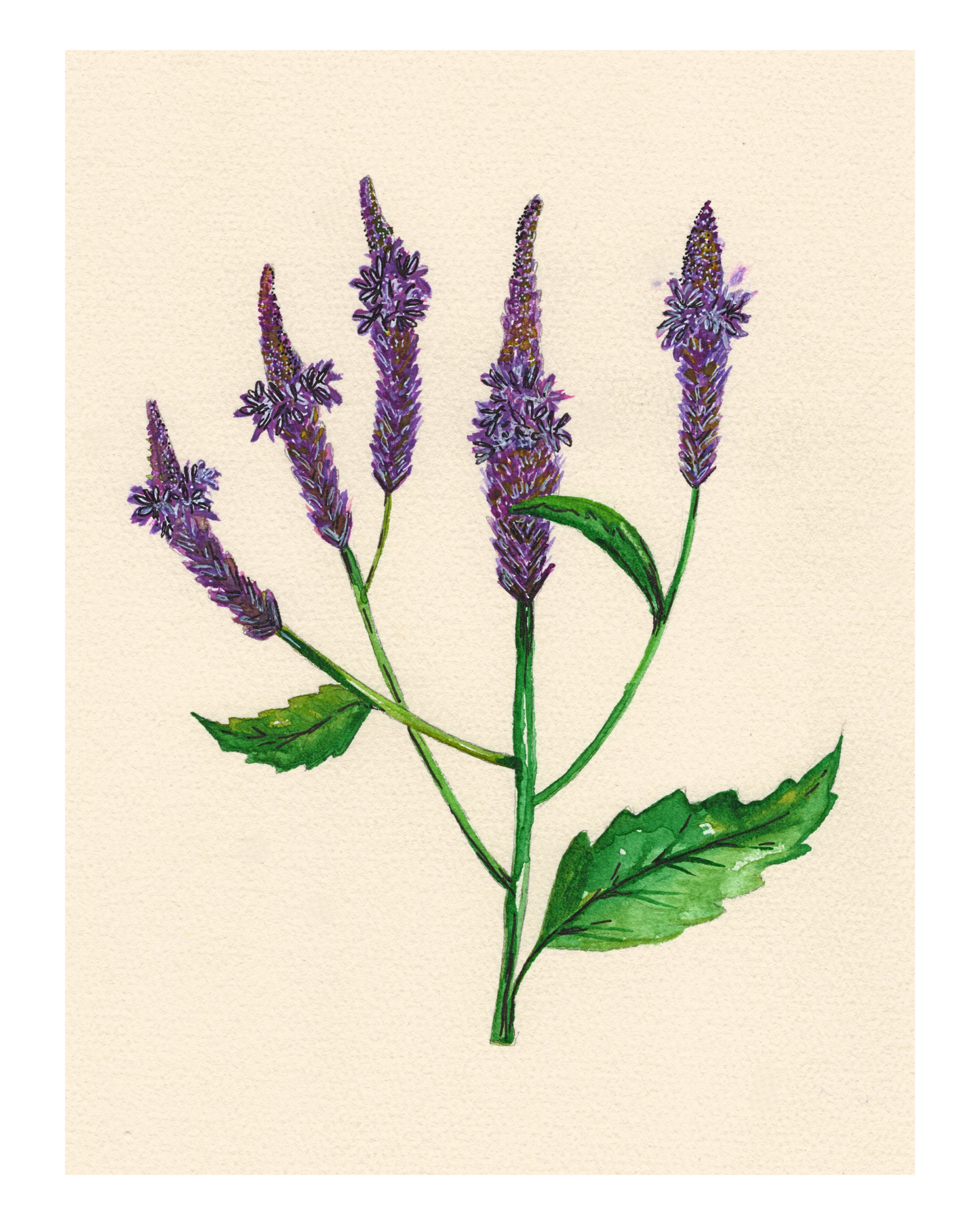 Watercolor Print Wildflower