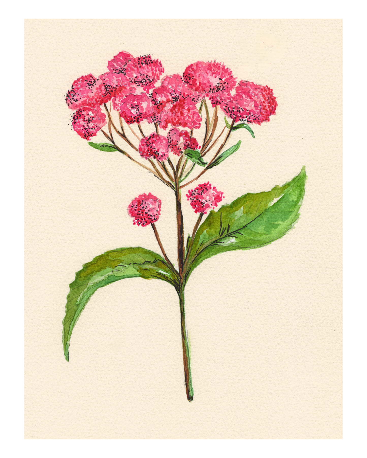 Watercolor Print Wildflower