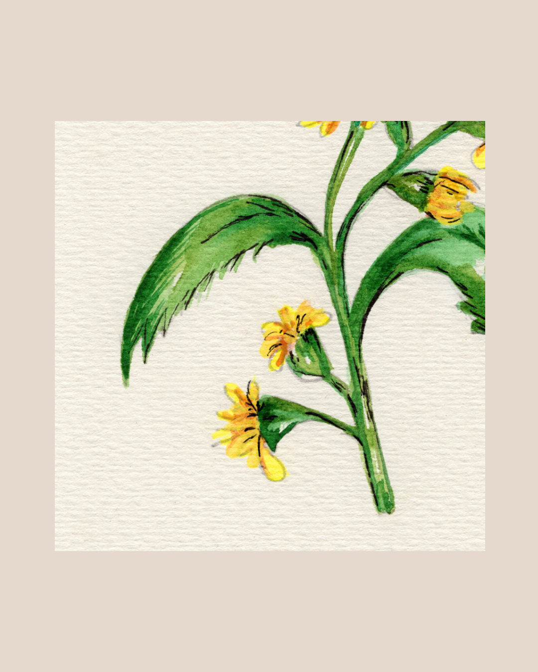 Watercolor Print Wildflower