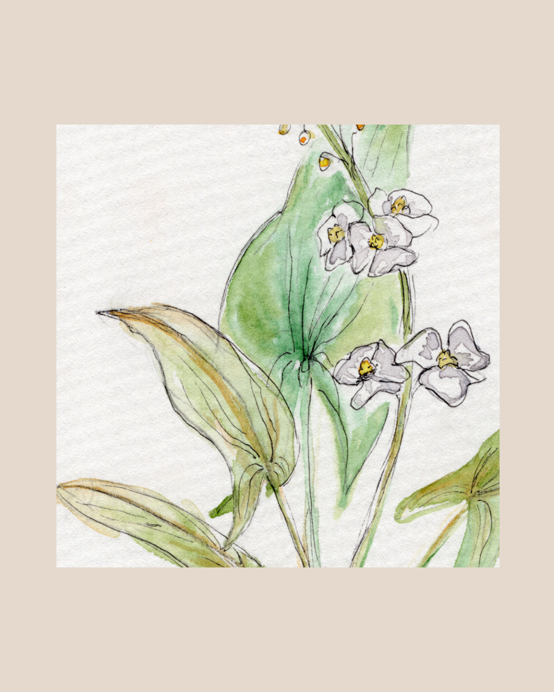 Watercolor Print Wildflower