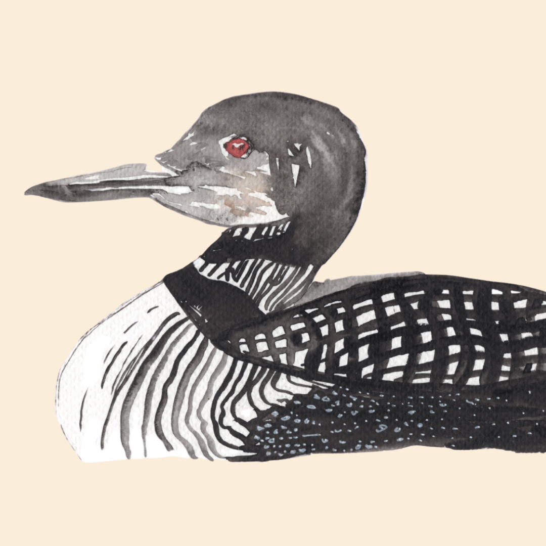 Common Loon Greeting Card