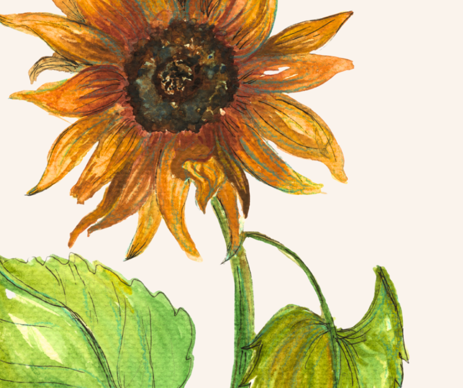 Sunflower Botanical Print