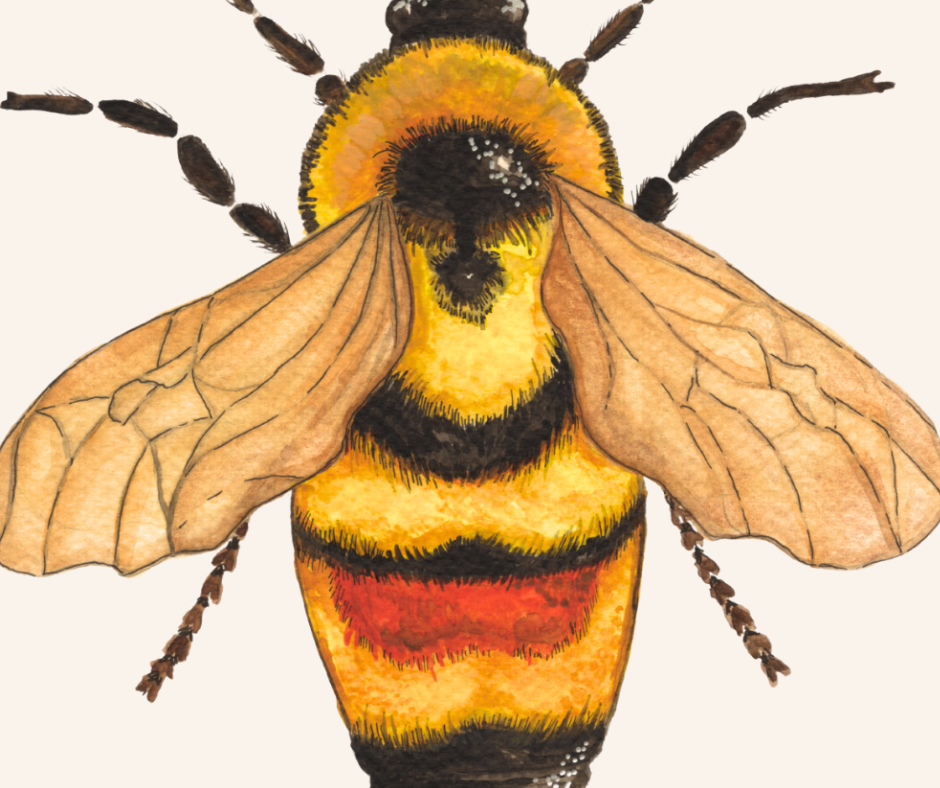 Bumblebee Greeting Card