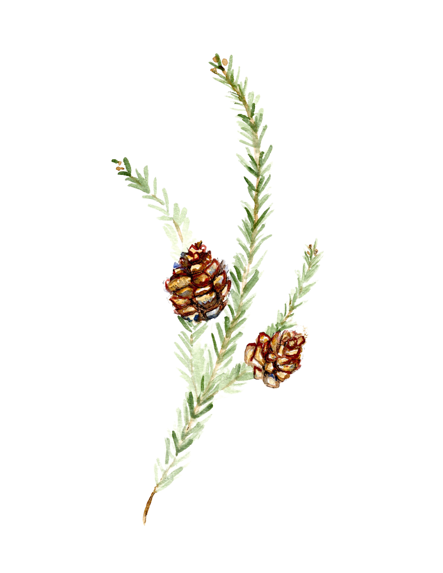 Fir Branch Christmas Print