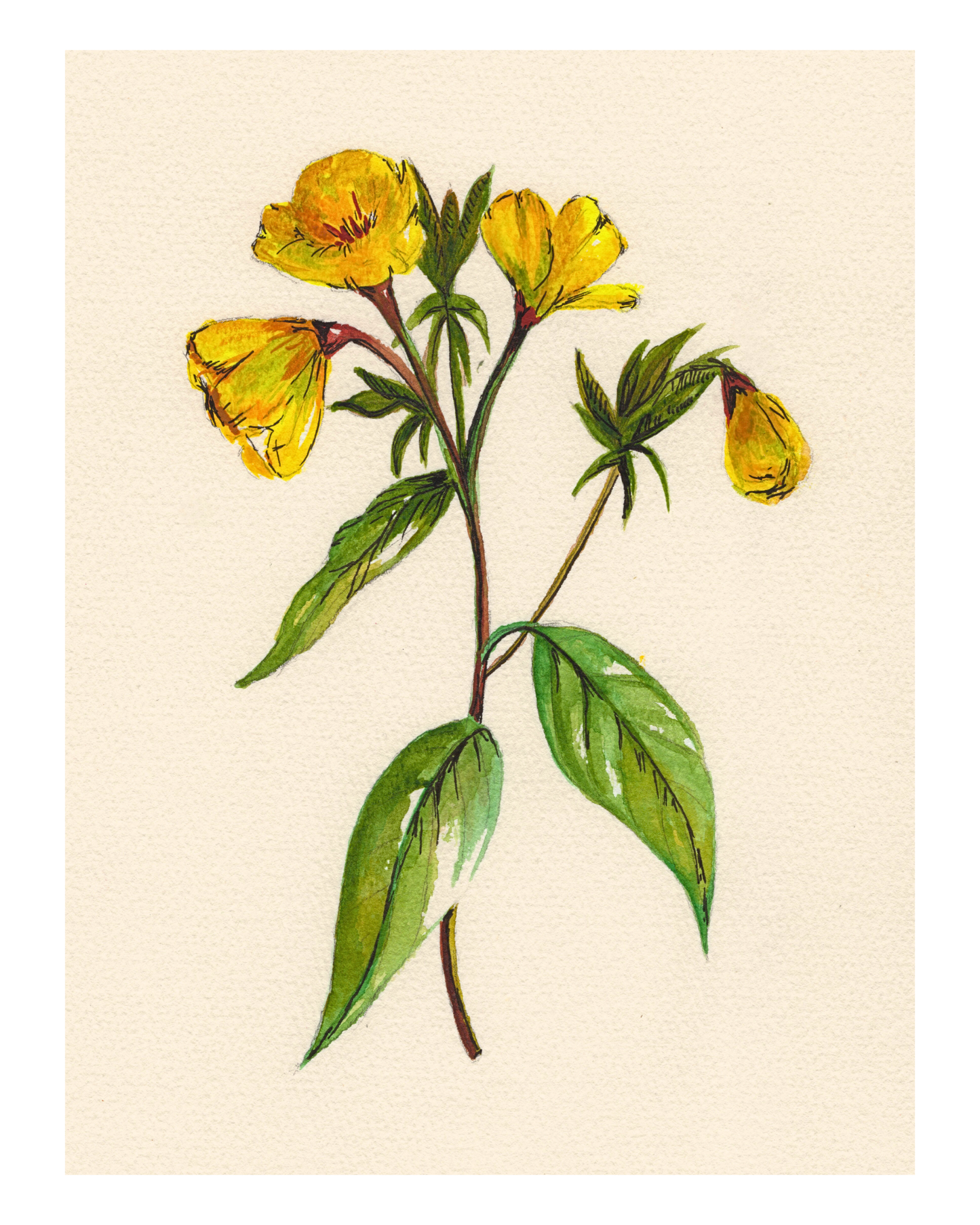 Watercolor Print Wildflower