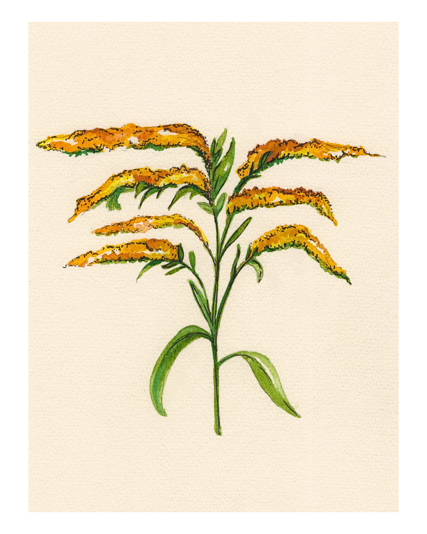 Watercolor Print Wildflower