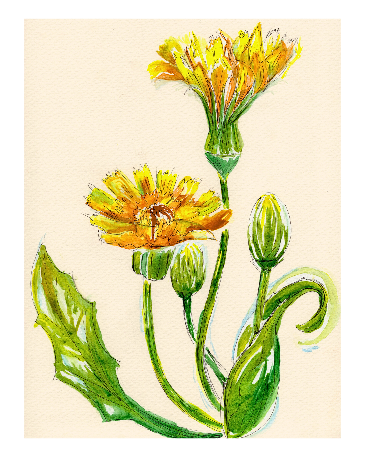 Watercolor Print Wildflower