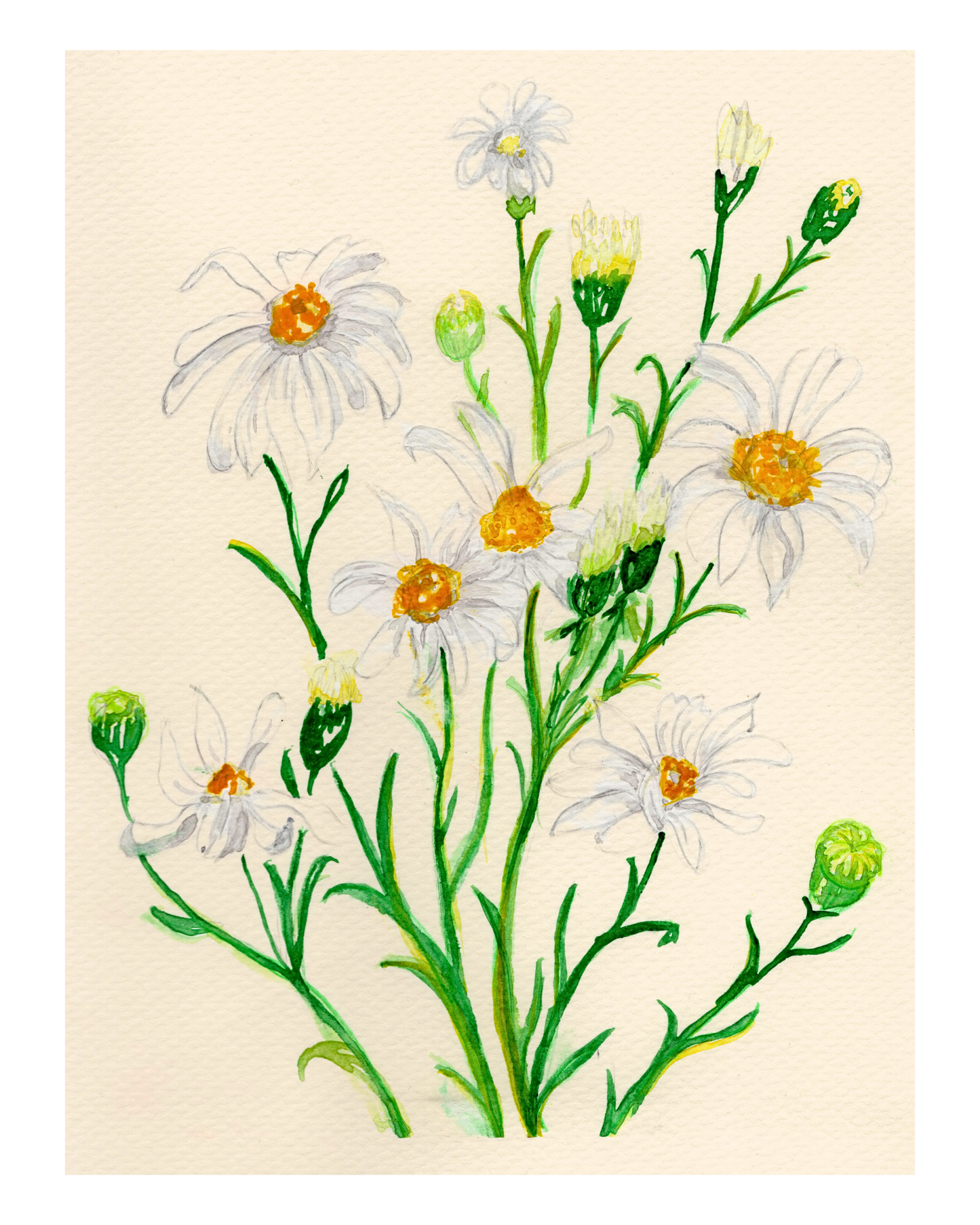 Watercolor Print Wildflower