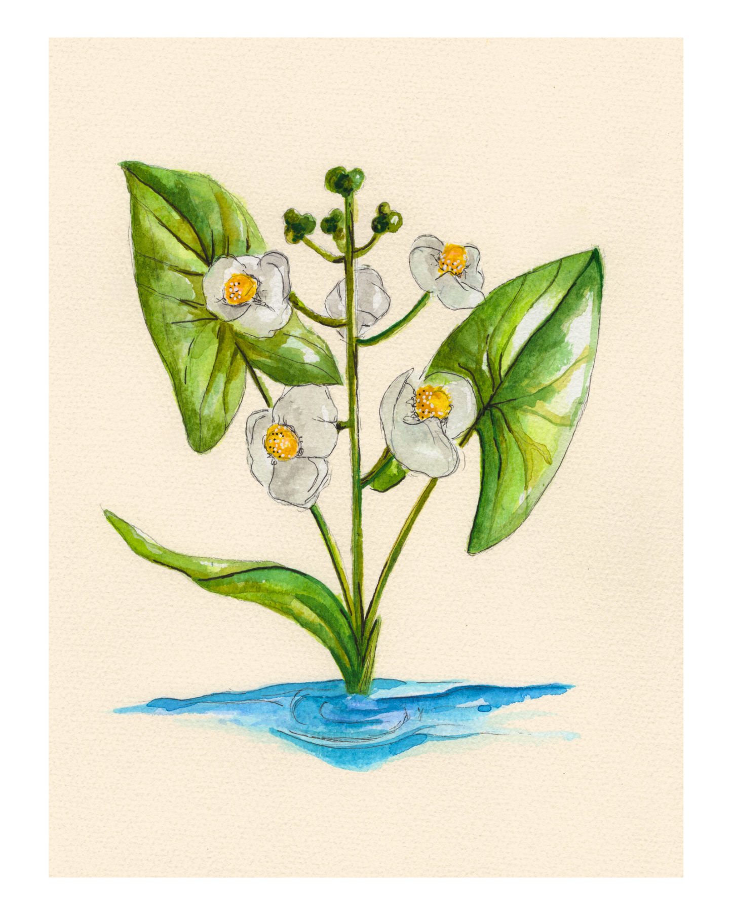 Watercolor Print Wildflower