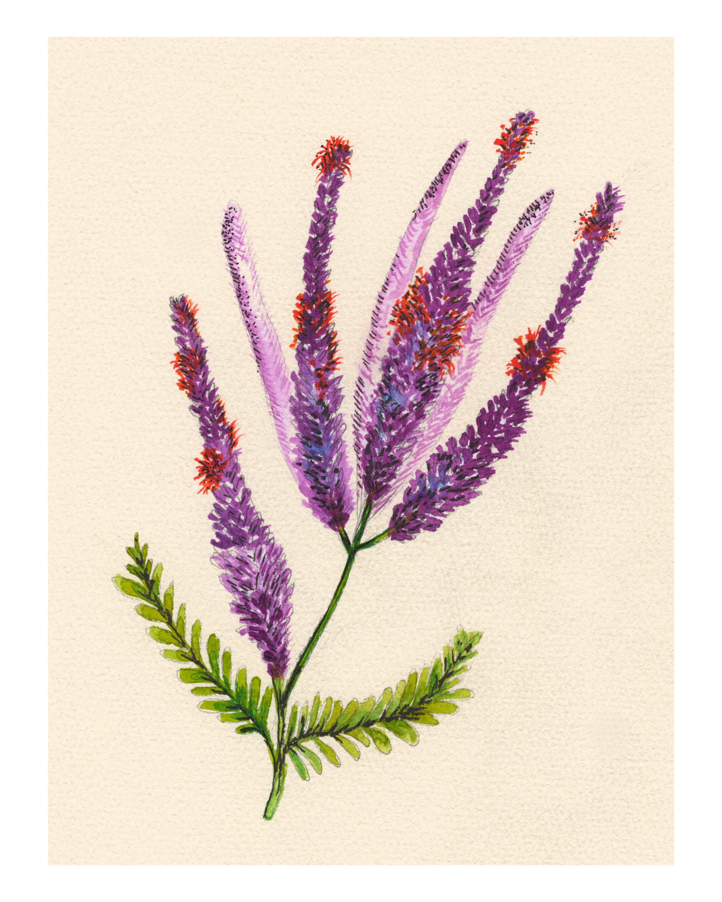 Watercolor Print Wildflower