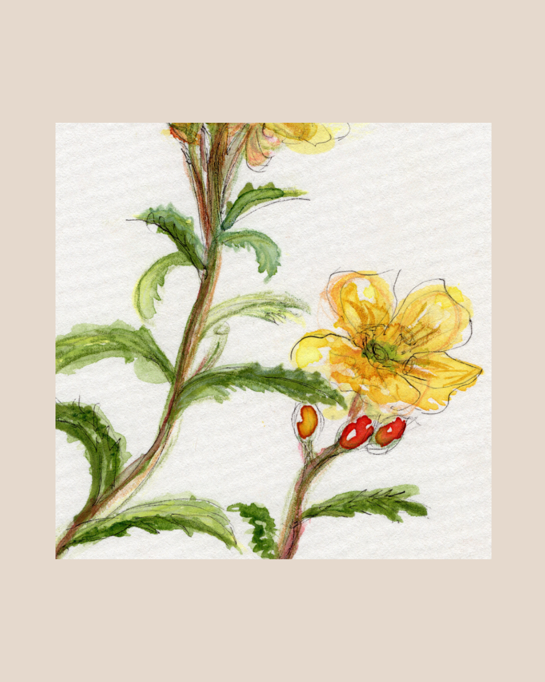 Watercolor Print Wildflower