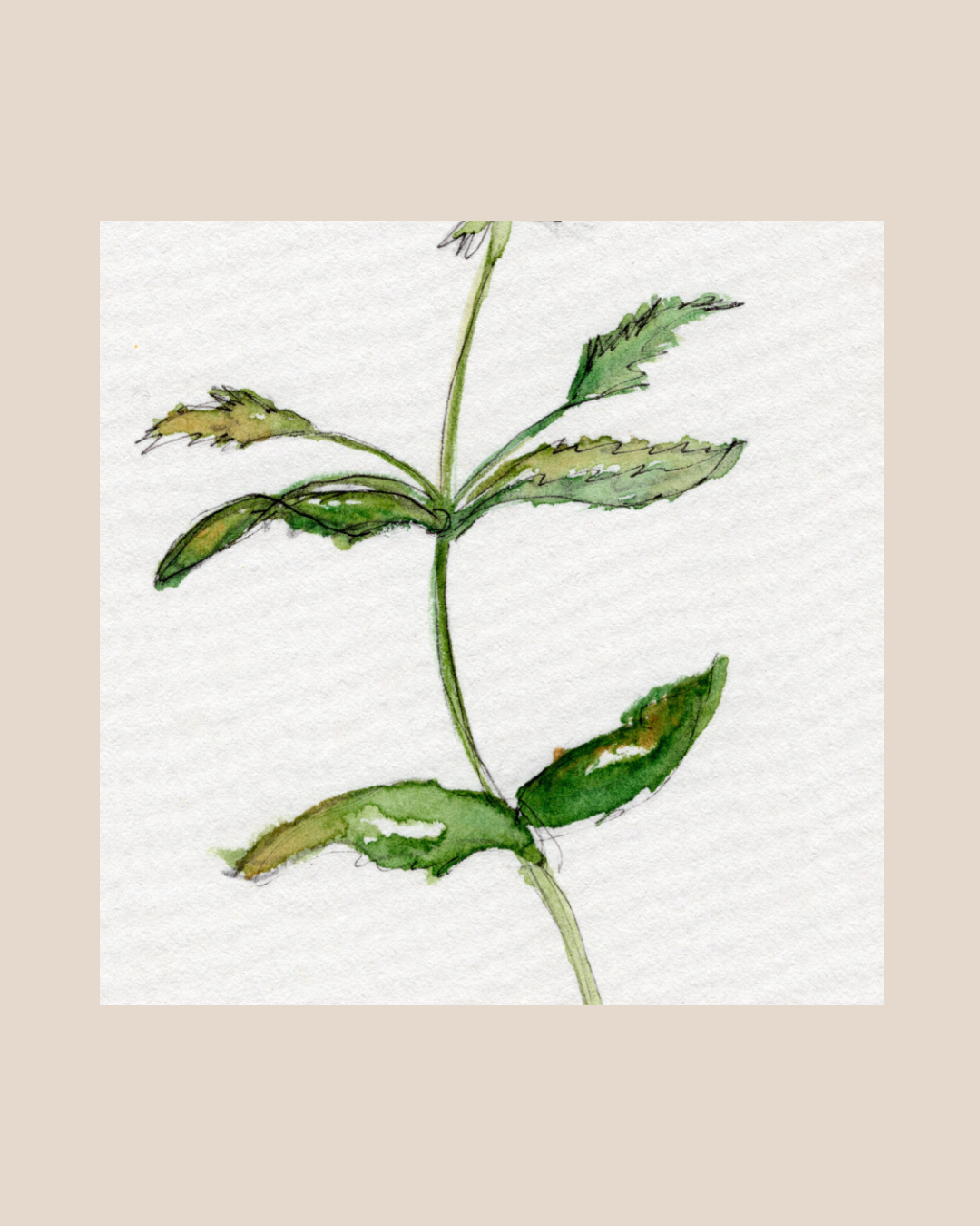 Watercolor Print Wildflower