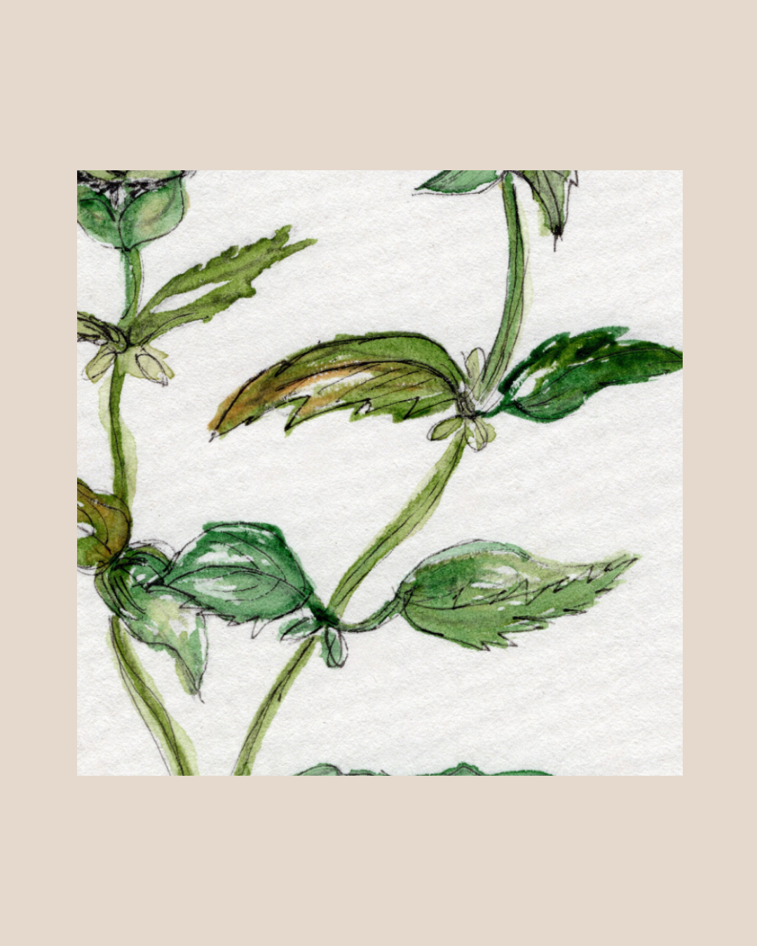 Watercolor Print Wildflower