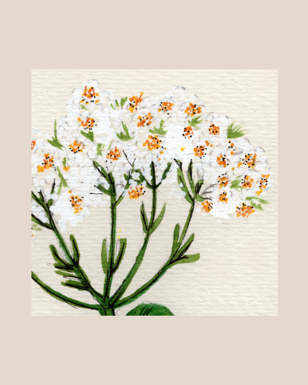 Watercolor Print Wildflower