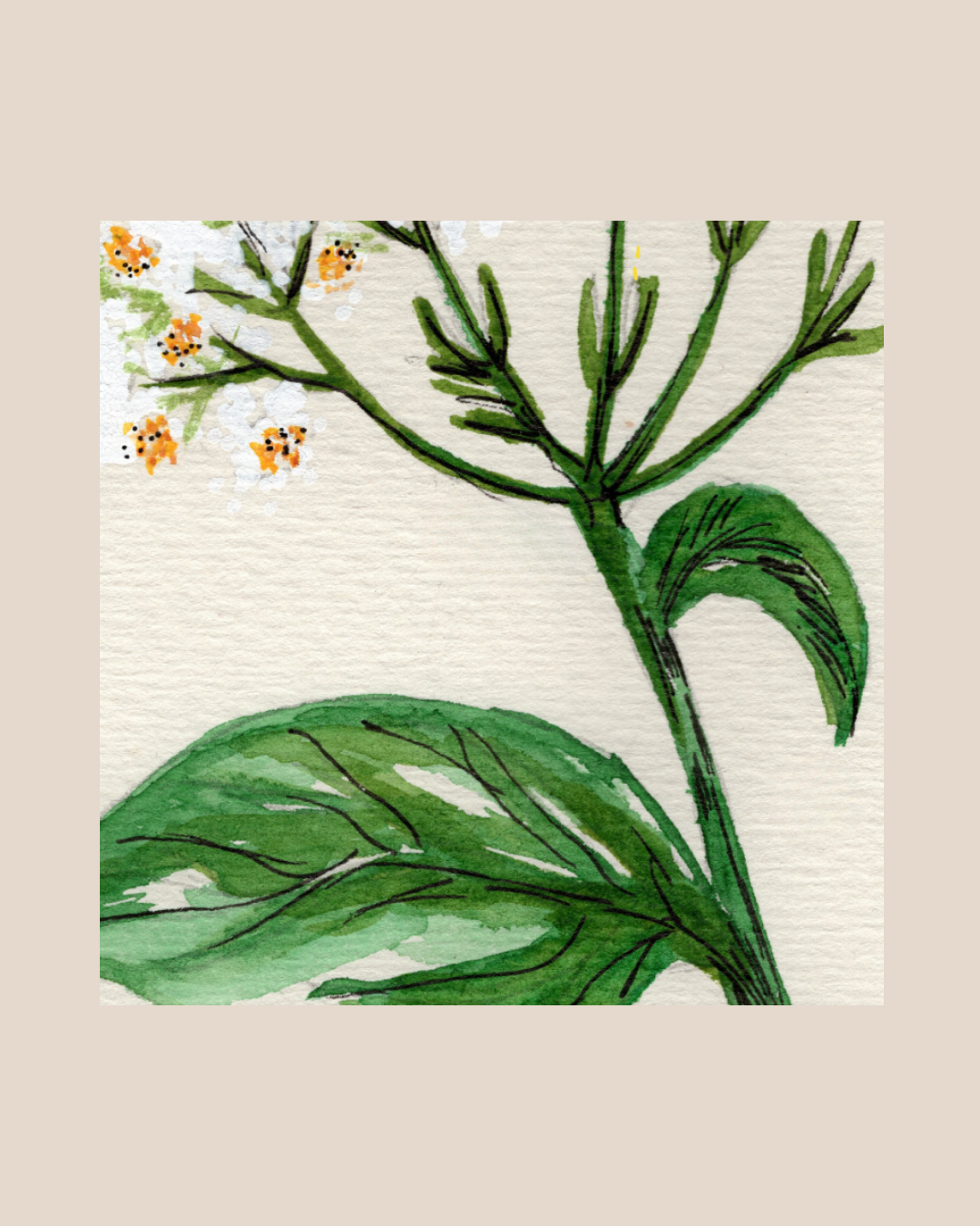 Watercolor Print Wildflower