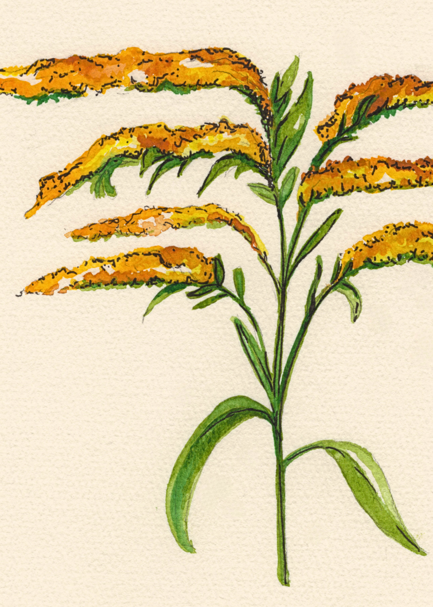 Watercolor Print Wildflower