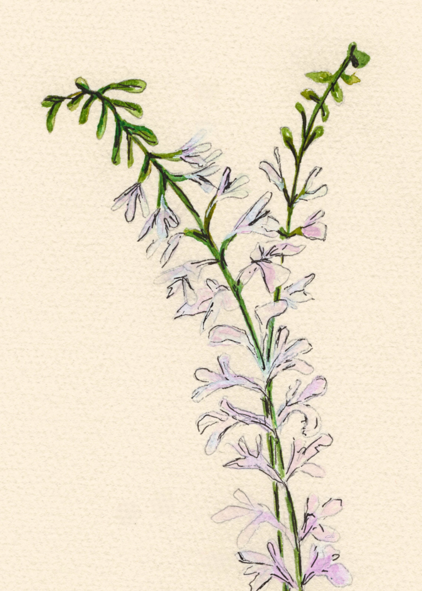 Watercolor Print Wildflower