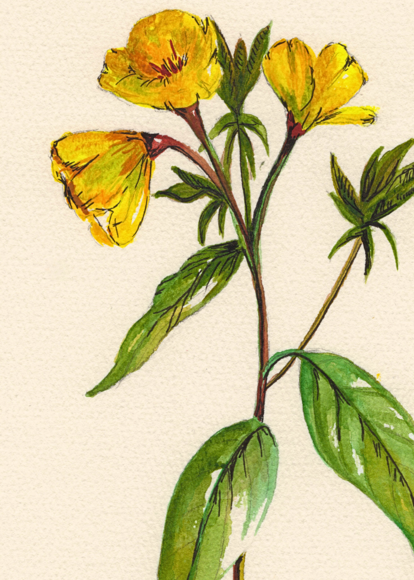 Watercolor Print Wildflower