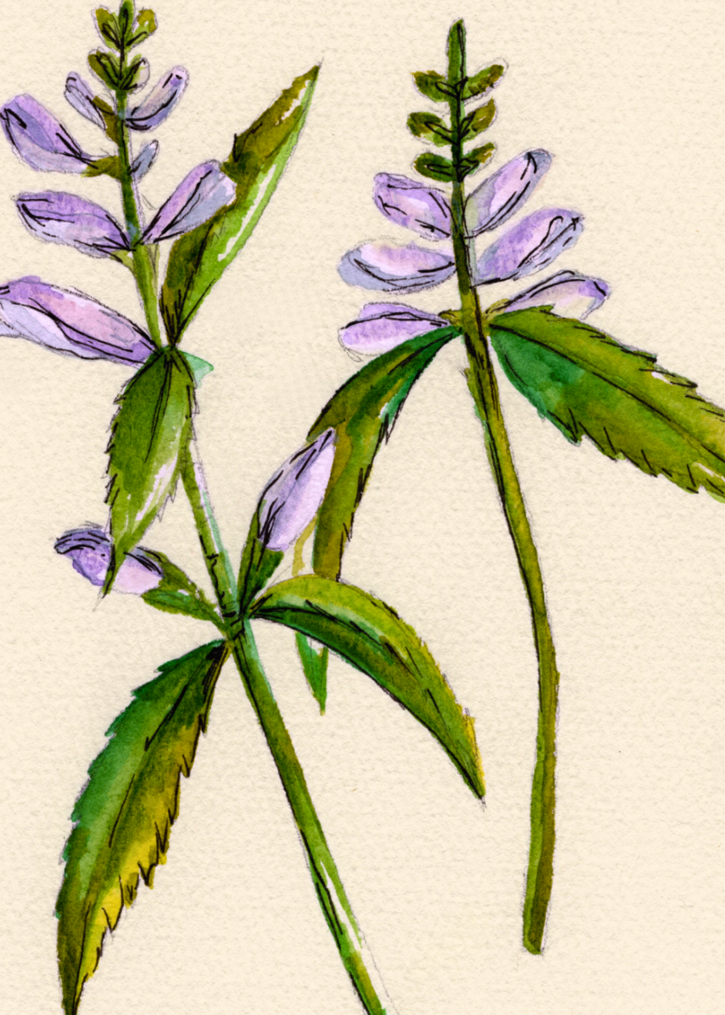 Watercolor Print Wildflower