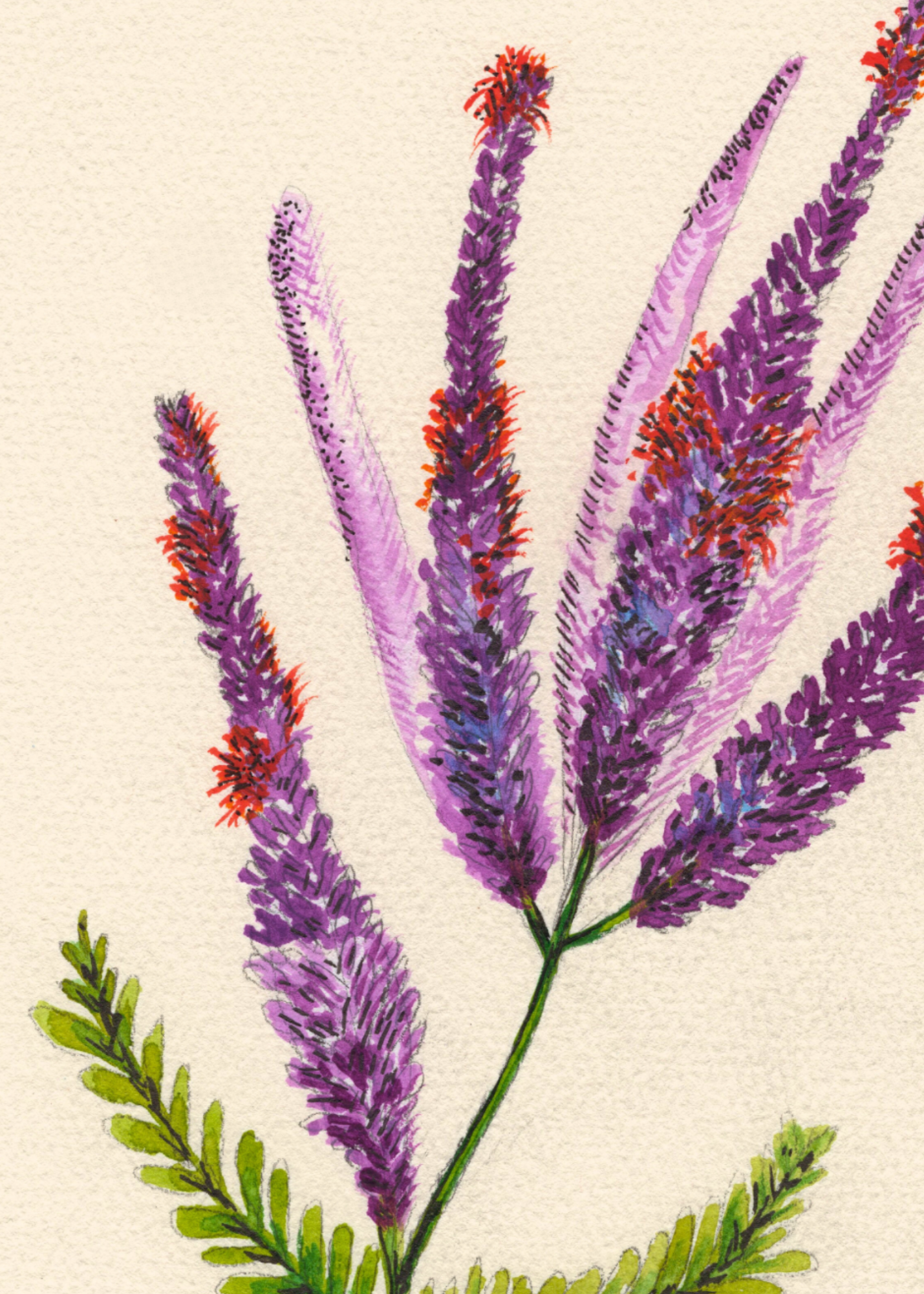 Watercolor Print Wildflower