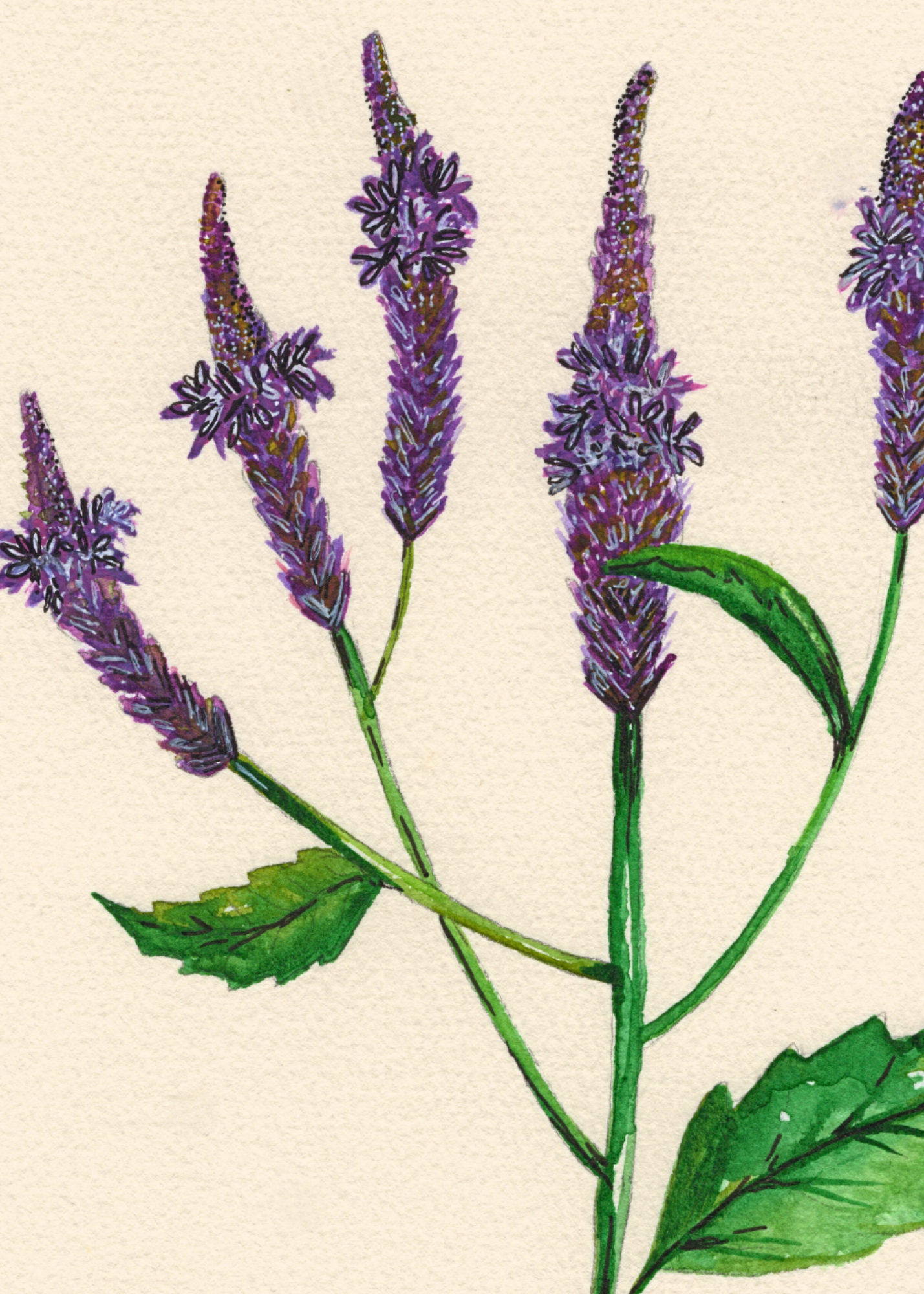 Watercolor Print Wildflower