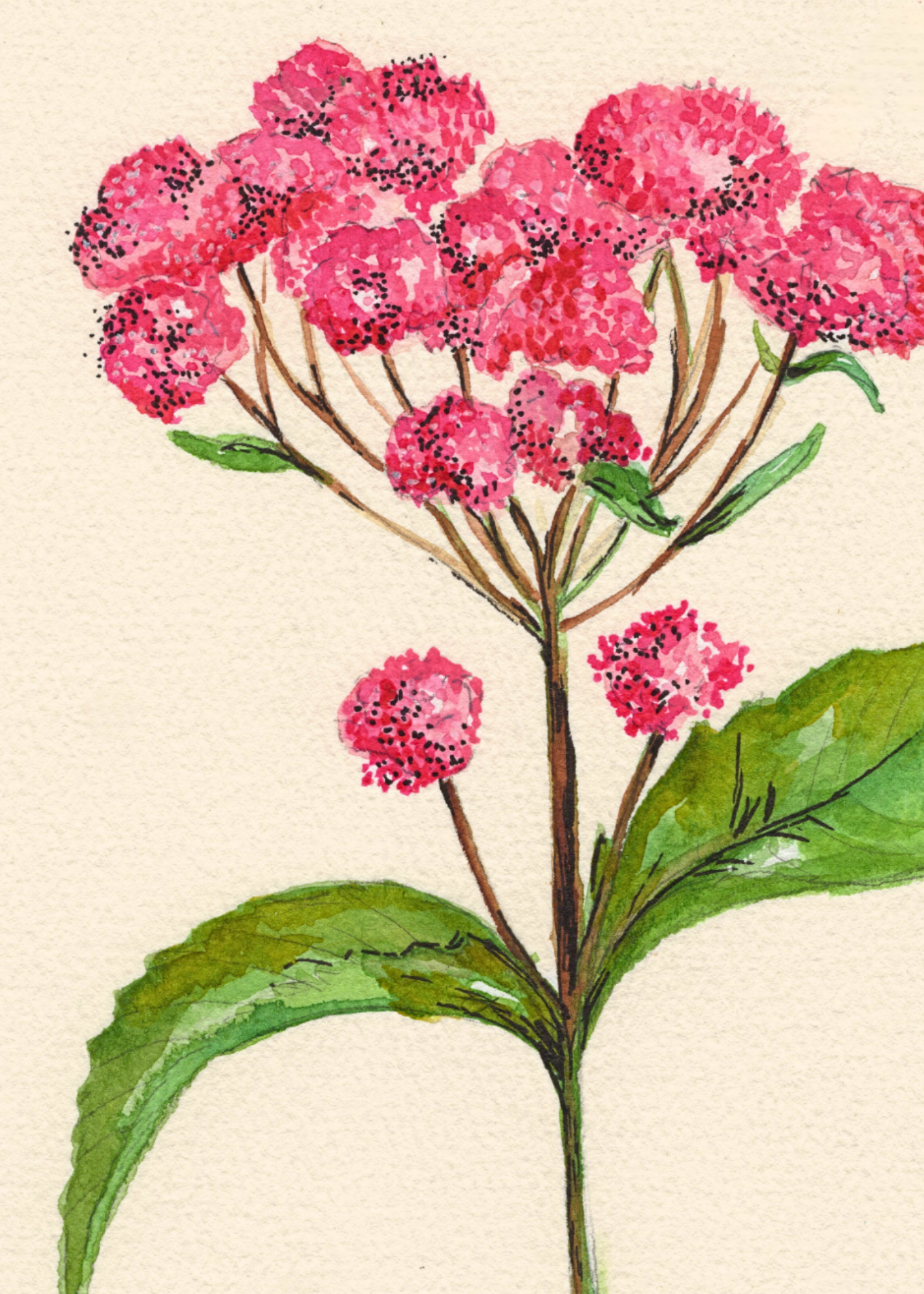 Watercolor Print Wildflower