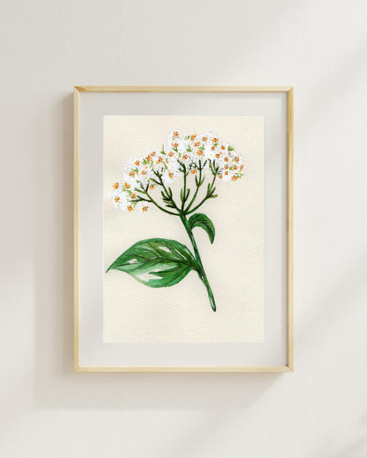 Watercolor Print Wildflower