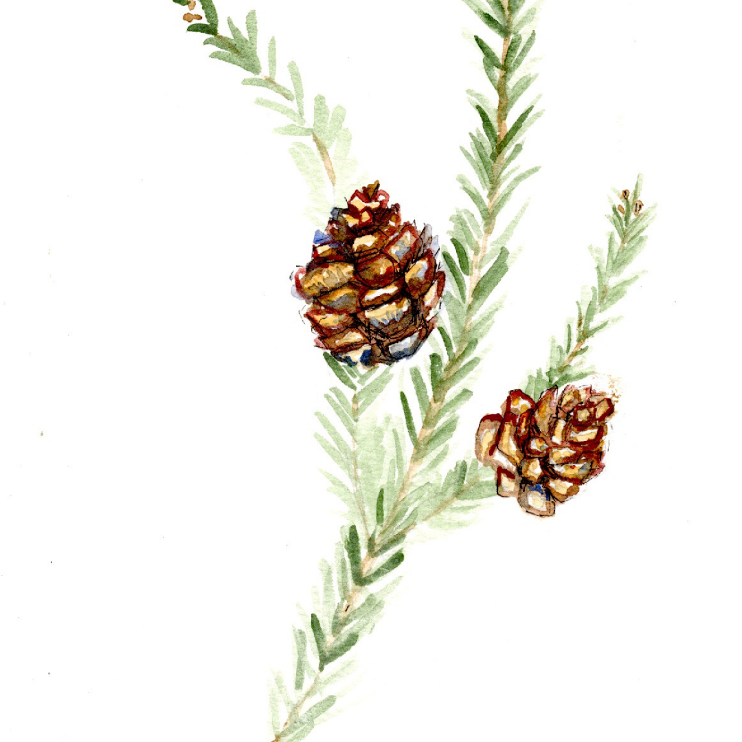 Fir Branch Christmas Print